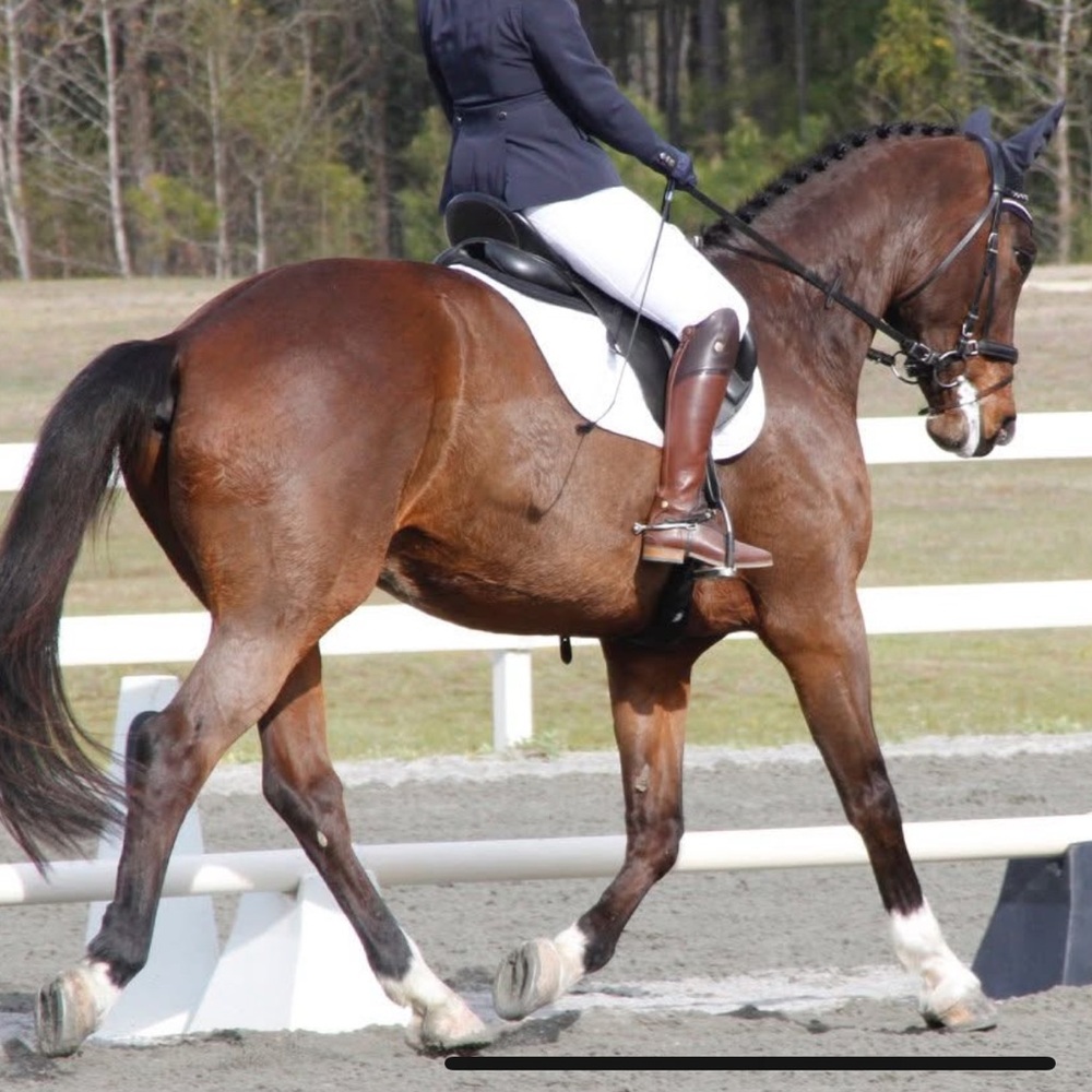 Ariat Full Seat Show Breeches EUC 30R